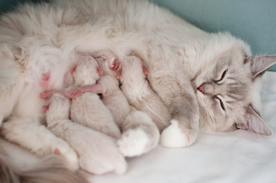facts about pregnant cats