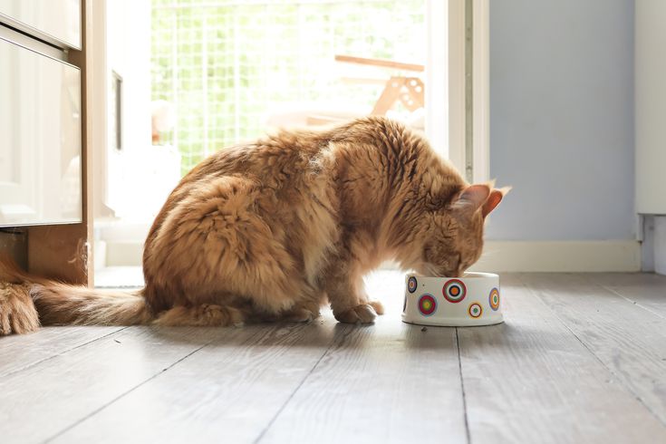 Why cats eat with their back against the wall Cat Whisperer